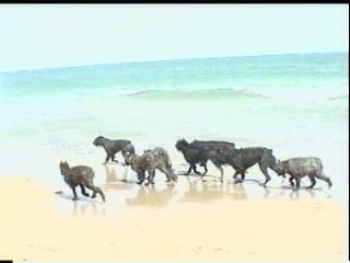 Alicante strand